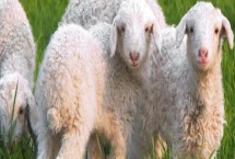 冬天可以给羊防三联四防吗 打在羊的哪个部位 冬天可以给羊防三联四防吗 打在羊的哪个部位