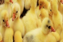 小鹅互相啄背毛是什么原因 雏鹅啄背毛解决方法