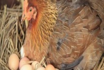 母鸡没有公鸡可以下蛋吗 鸡是如何繁殖的