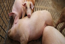 非洲猪瘟毒株有几种 非洲猪瘟的症状