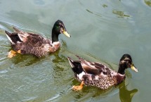 旱鸭子养殖技术 与普通鸭子有什么区别