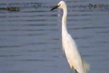 白鹭的寿命有多长 主要分布在哪些地方