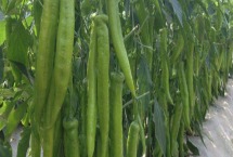 辣椒一年四季都结果吗 是几年生植物