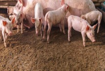 仔猪二十一天猪瘟苗打几毫升 用什么水稀释