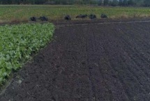 乌克兰农业主要生产什么 乌克兰为什么称为欧洲粮仓