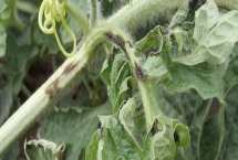 春雷喹啉铜主要作用 春雷喹啉铜主要作用