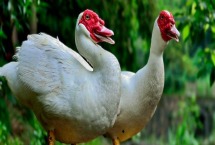 洋鸭是什么鸭 洋鸭和鸭子的区别 洋鸭是什么鸭 洋鸭和鸭子的区别