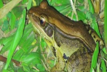 田鸡和牛蛙哪个寄生虫多 田鸡和青蛙有什么区别