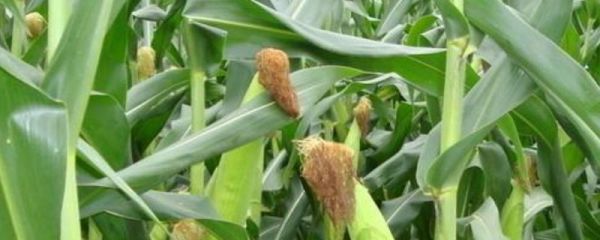 玉米除草剂多久草会死,如何避免产生药害