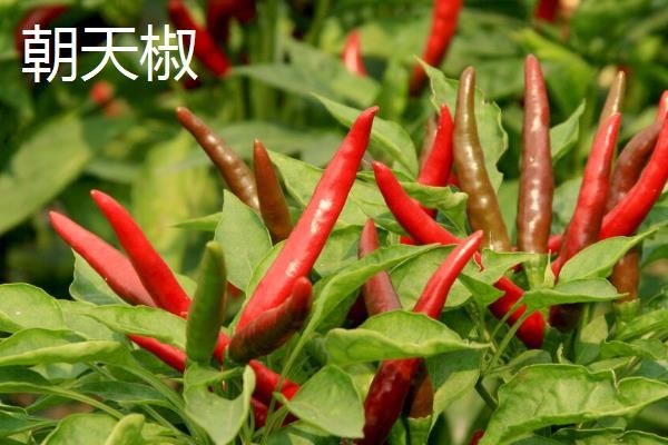 小米辣的种植与管理，小米辣和朝天椒的区别