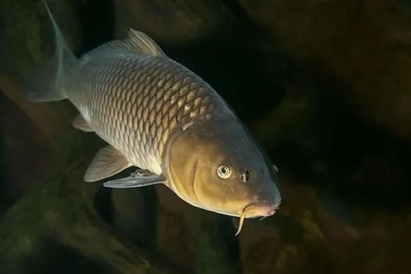 鲤鱼繁殖需要什么条件，鲤鱼繁殖期多长时间