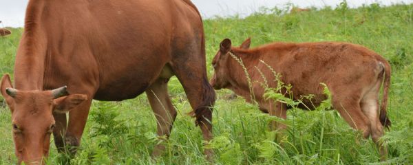 养牛需要什么条件