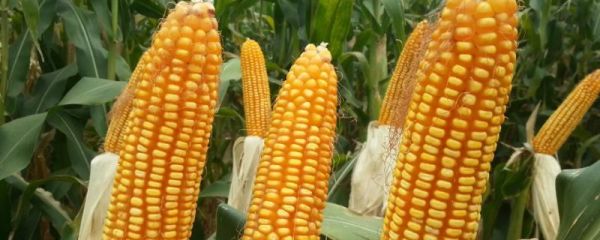 24行特大红轴玉米品种有哪些