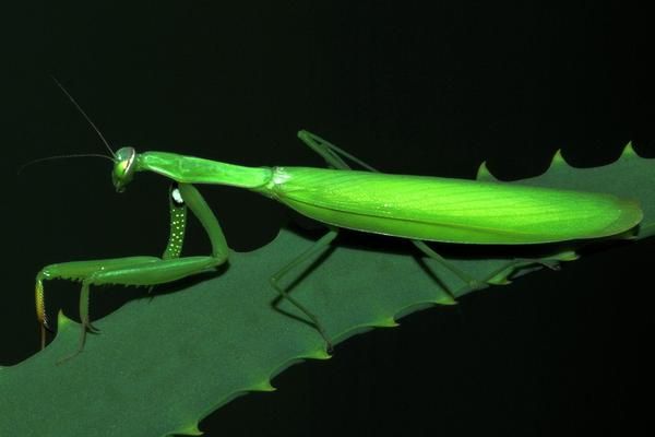 螳螂怎么繁殖后代，螳螂是益虫还是害虫