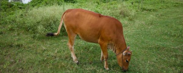 小牛犊趴着吭哧怎么回事,牛犊是指多大的牛