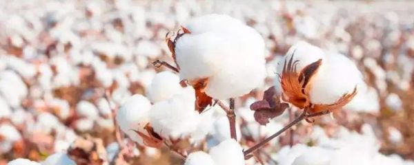 长绒棉是什么棉