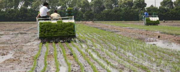 插秧机怎么插秧,插秧机的秧苗怎么育苗