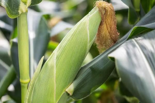 种植玉米怎么施底肥，玉米为什么会长杈子