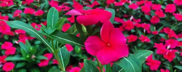 花卉天天开的养殖方法，种子如何采集