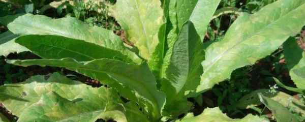 菜叶发黄打什么药,是什么原因导致的?怎么防治?