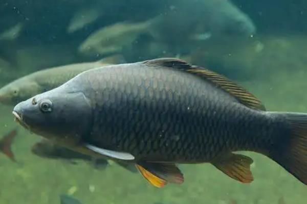 鲤鱼繁殖需要什么条件，鲤鱼繁殖期多长时间