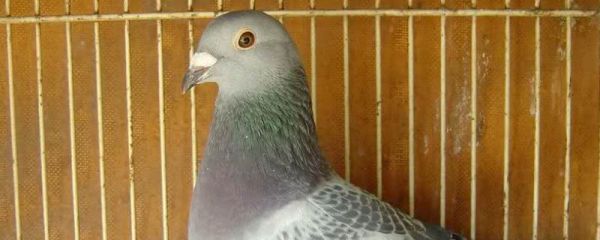 西翁信鸽特点，信鸽主要依靠什么来辨识方向