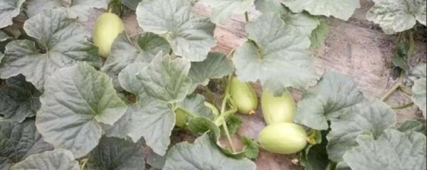 甜瓜瓜胎过小的原因,如何解决