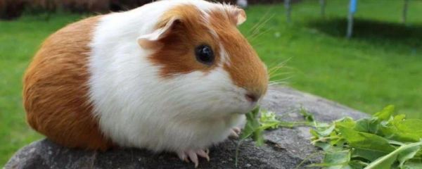 荷兰猪能吃什么,需要喝水吗