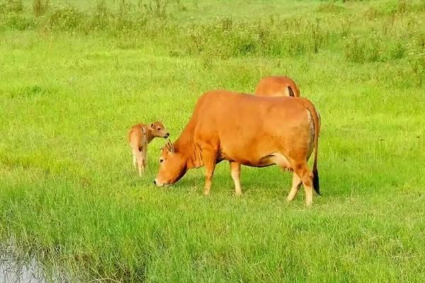 新生牛犊眼睛几天能看见东西，牛犊是指多大的牛