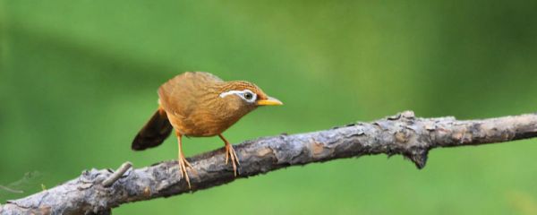 画眉雏鸟怎么饲养