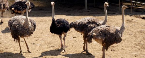 鸵鸟多少天下一个蛋,鸵鸟蛋是什么颜色的,有多重