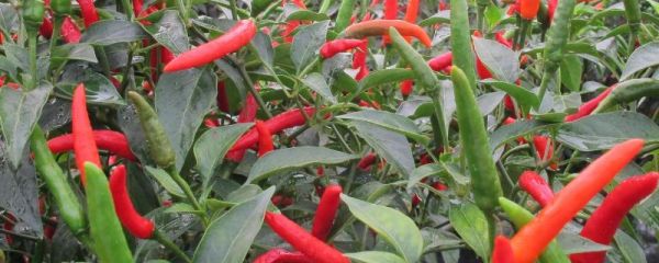 小米辣的种植与管理，小米辣和朝天椒的区别