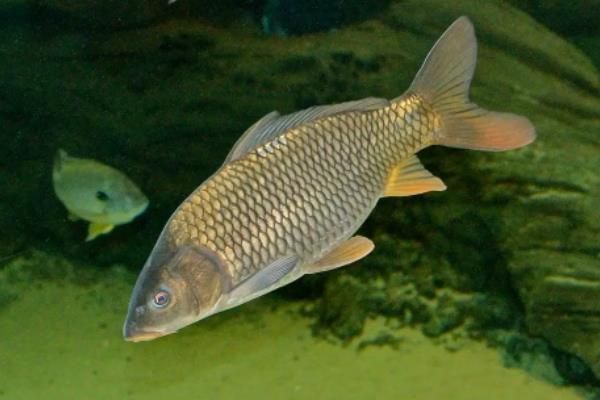 鲤鱼繁殖需要什么条件，鲤鱼繁殖期多长时间