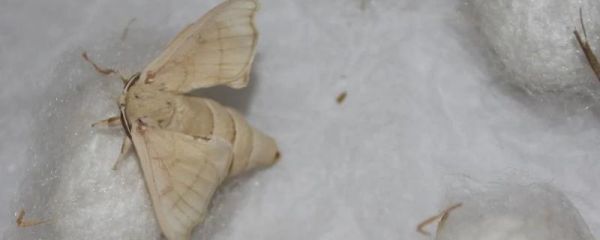 蚕蛾出来后怎么养,蚕蛾交配后需要多久产卵